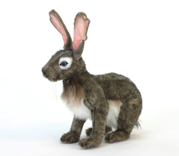 hansa jack rabbit