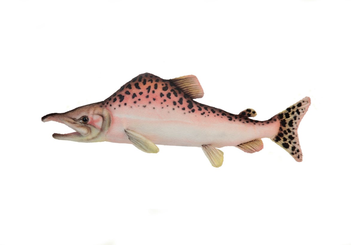 salmon plush toy